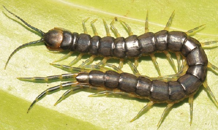 Giant swimming, venomous centipede discovered by accident in world-first